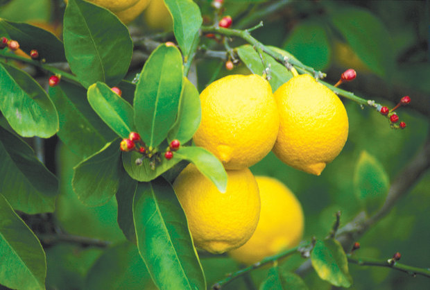 citrus-tree